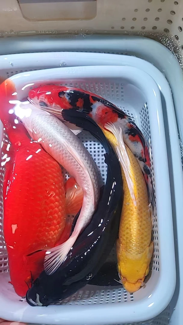 39【 新春福利】15-18cm 1黄1白1红草1黑1三色     观赏鱼