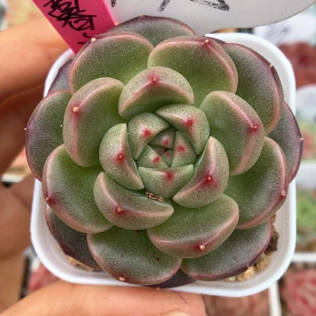 暮云可拍9475号。