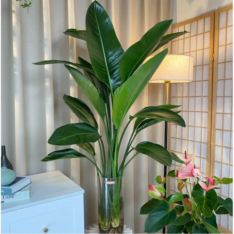 三颗水培天堂鸟1-1.2米好养活室内盆栽客厅清新空气大植物