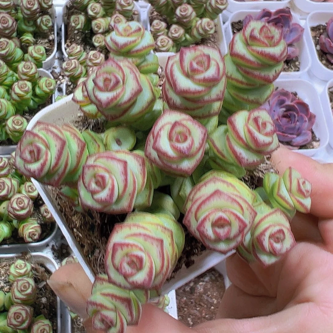 钱串19包邮多肉植物