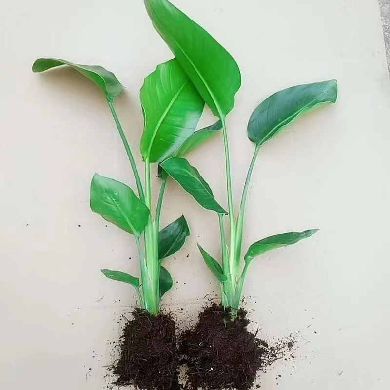 净化空气四季好养天堂鸟（苗子）