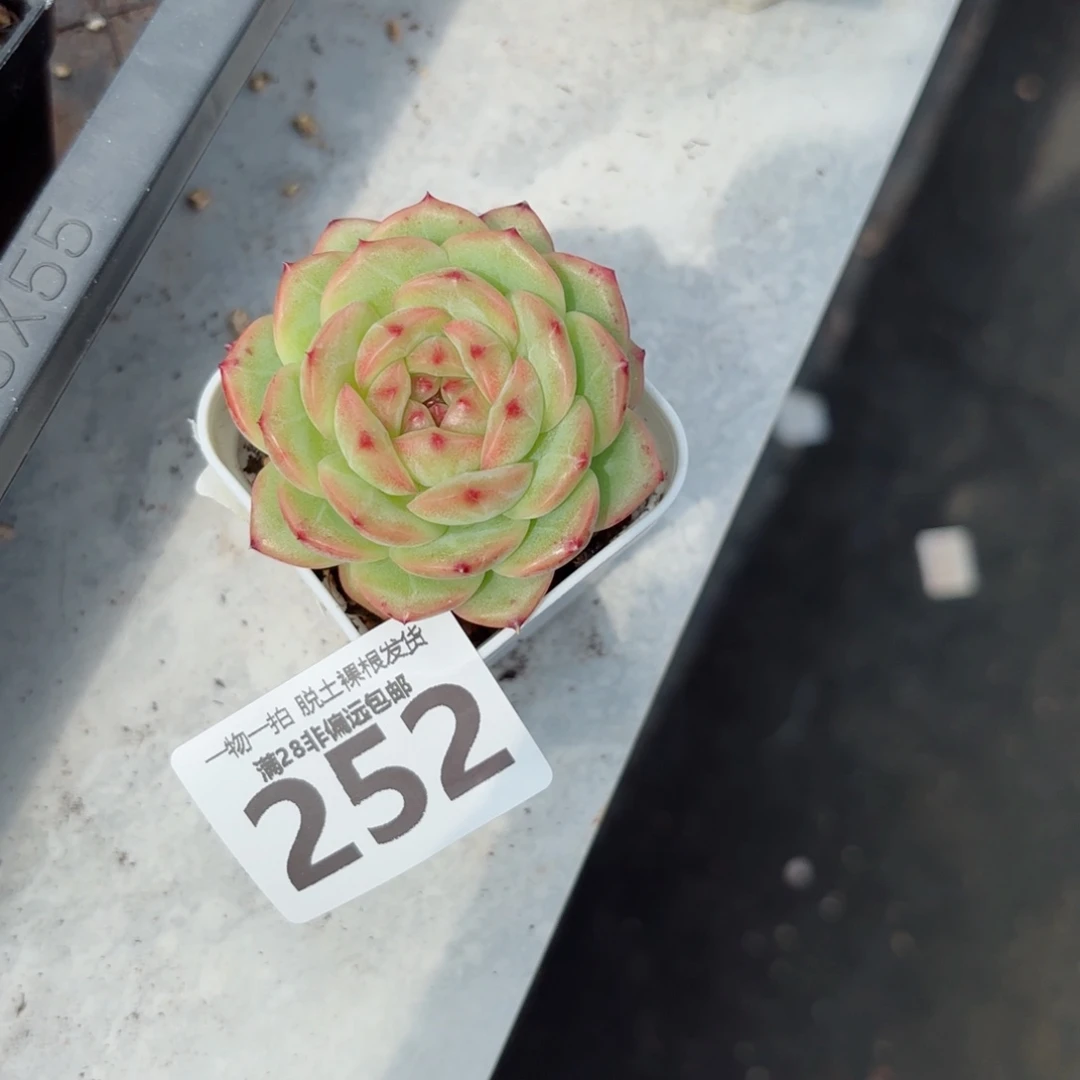 优选财富单头无盆土发货