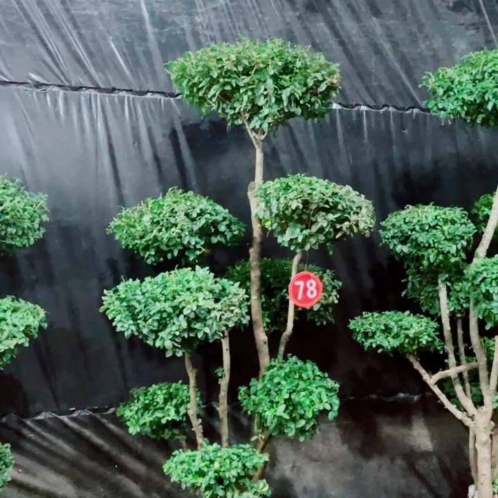 无花朵一物一拍一个一个