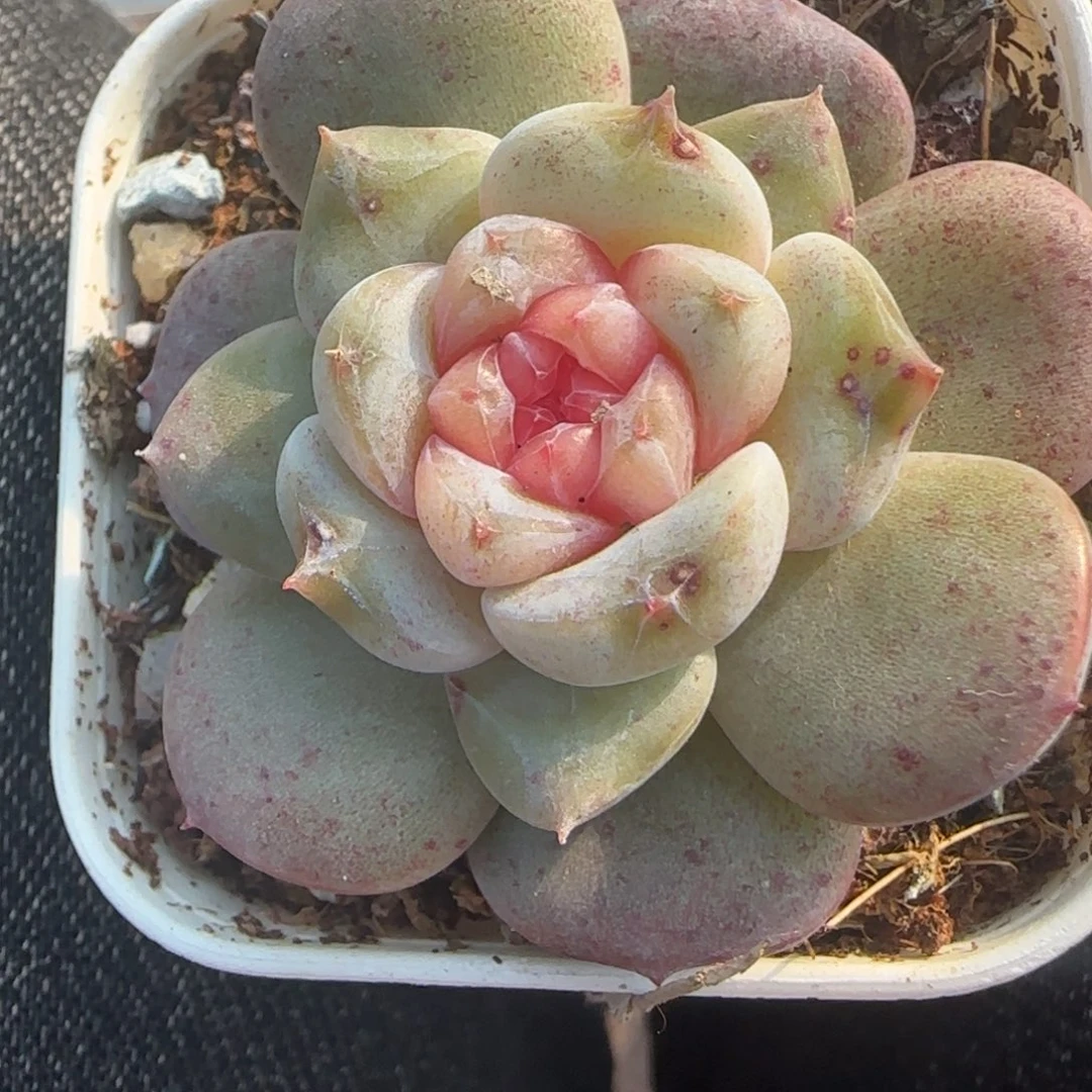 小卡拉米糖心一物一拍