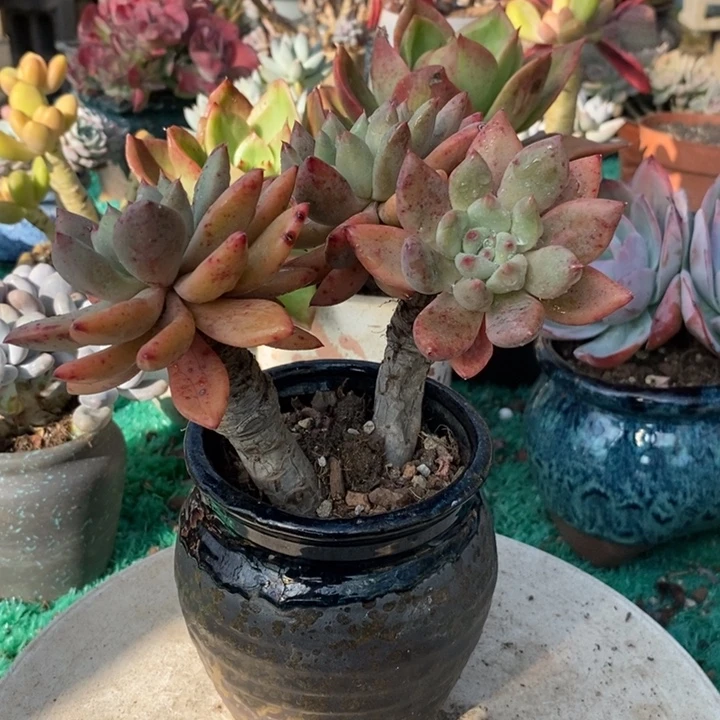 美人杂整桩无砍老桩