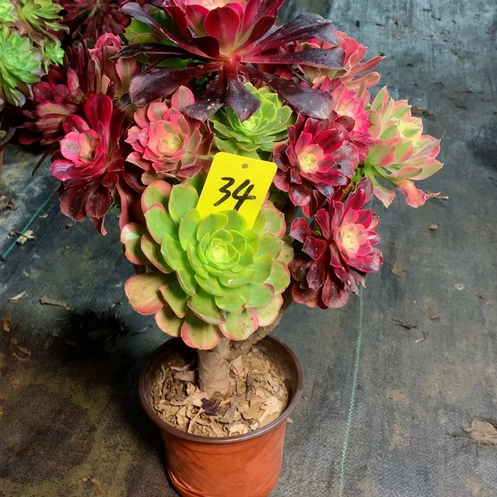 笏***芯34嫁接多肉一物一拍～