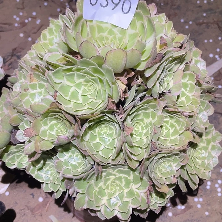 海*多肉植物法师390水蜜桃