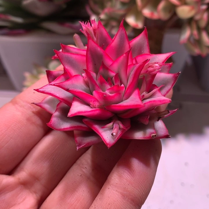 吉赛尔锦腹轮锦头盖有花剑