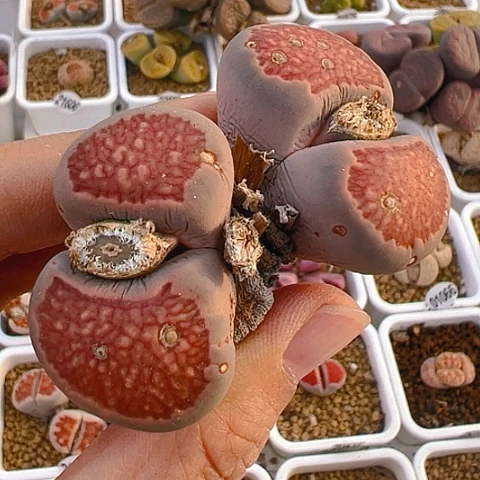 【闪购商品】25747