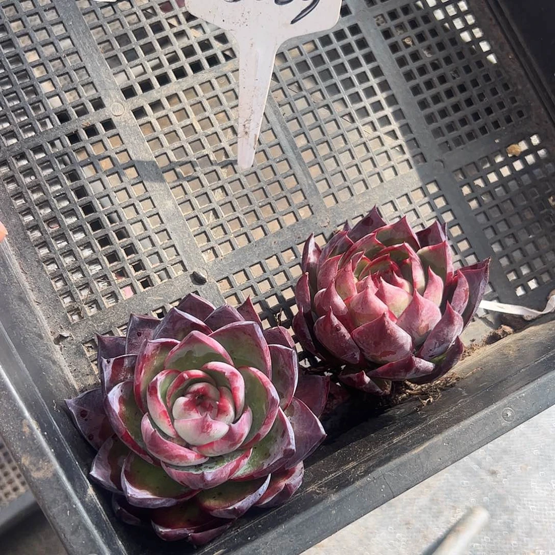 一***秀惊鸿仙子两颗8059号