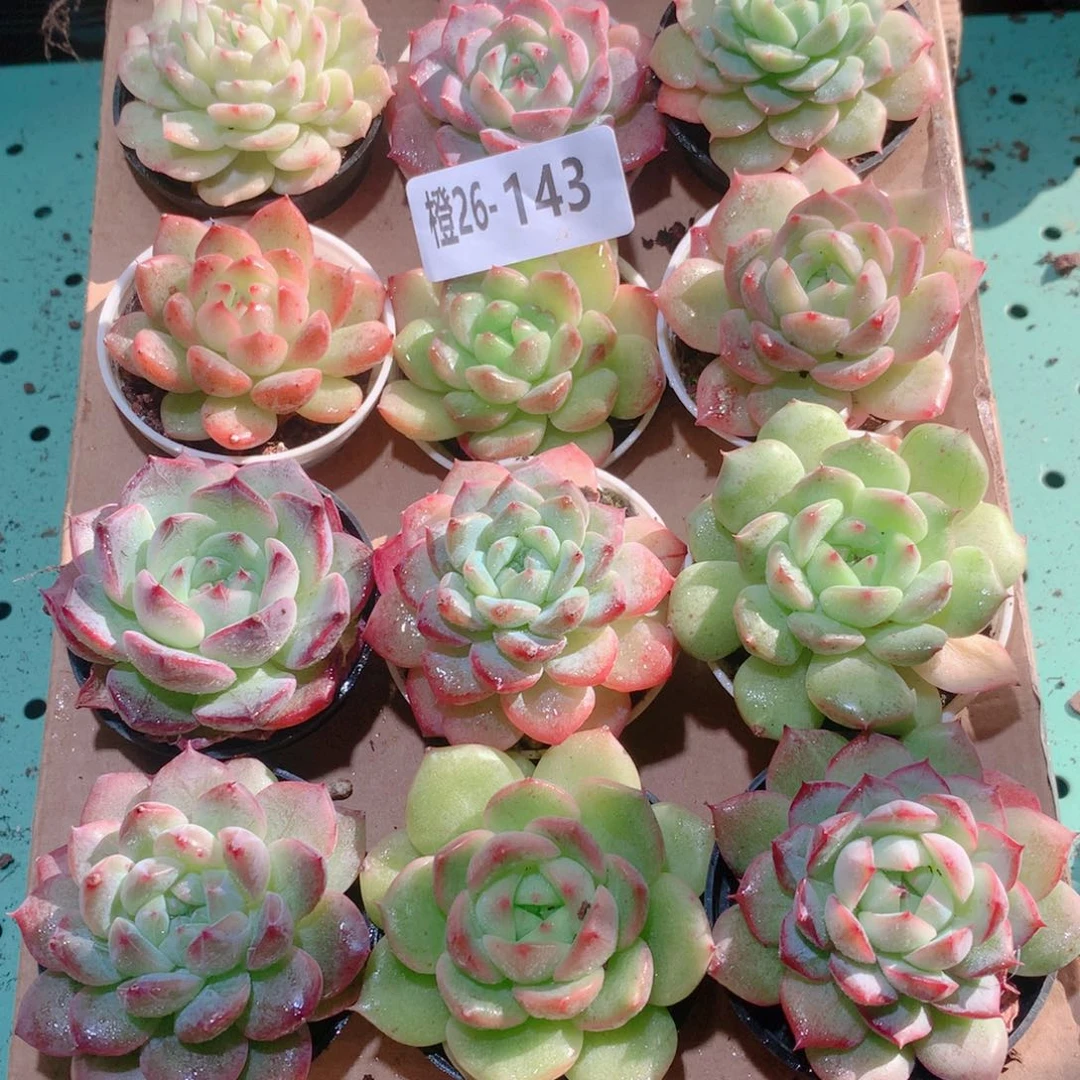 26-143一物一拍多肉带盆18颗