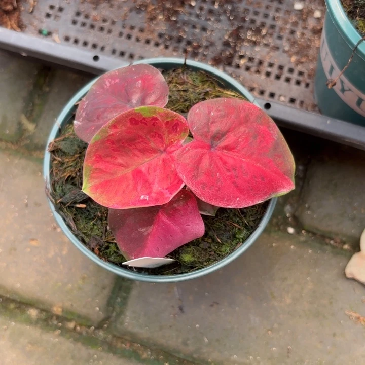 红魔泰国彩叶芋28-0828