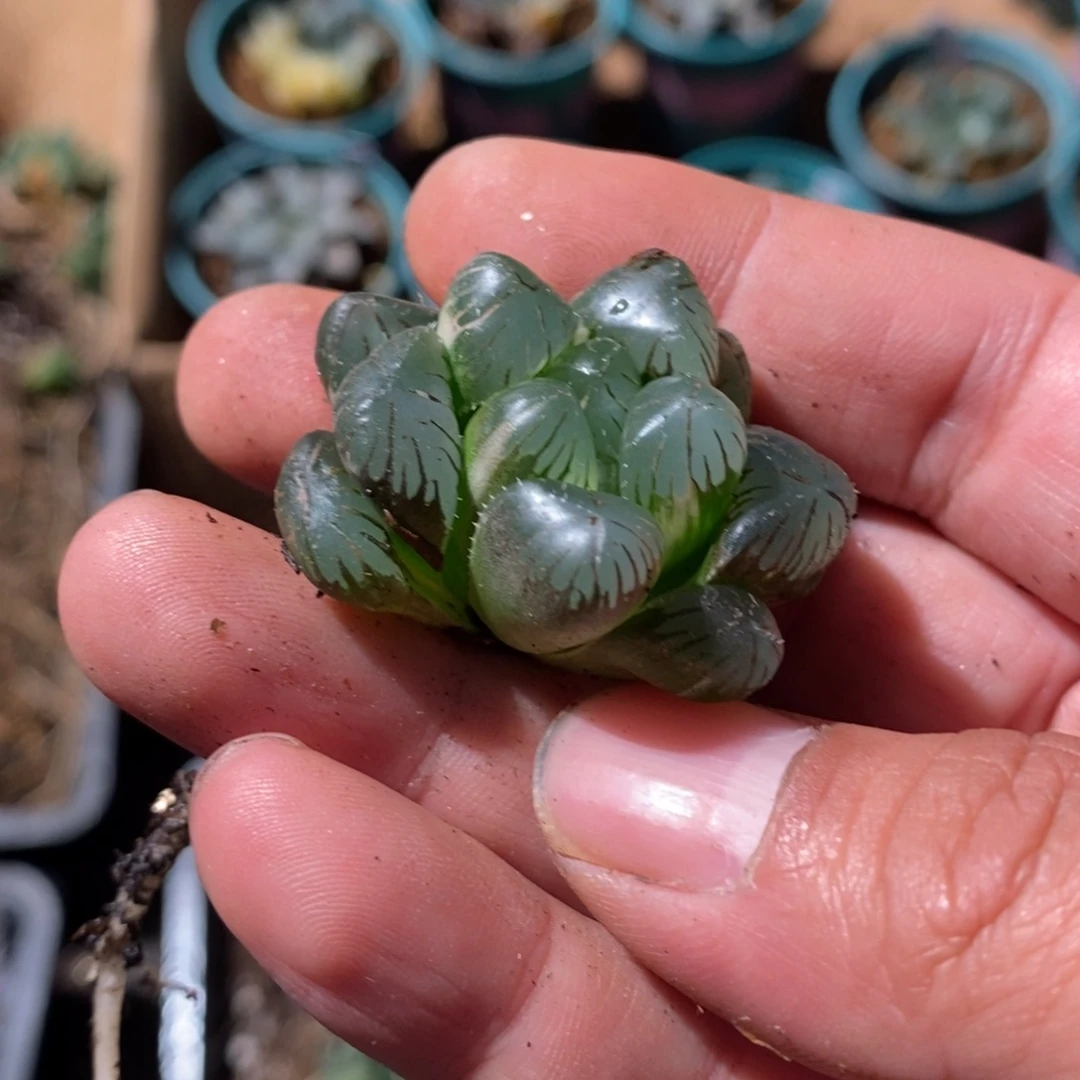 ****儿2253 一颗福利。