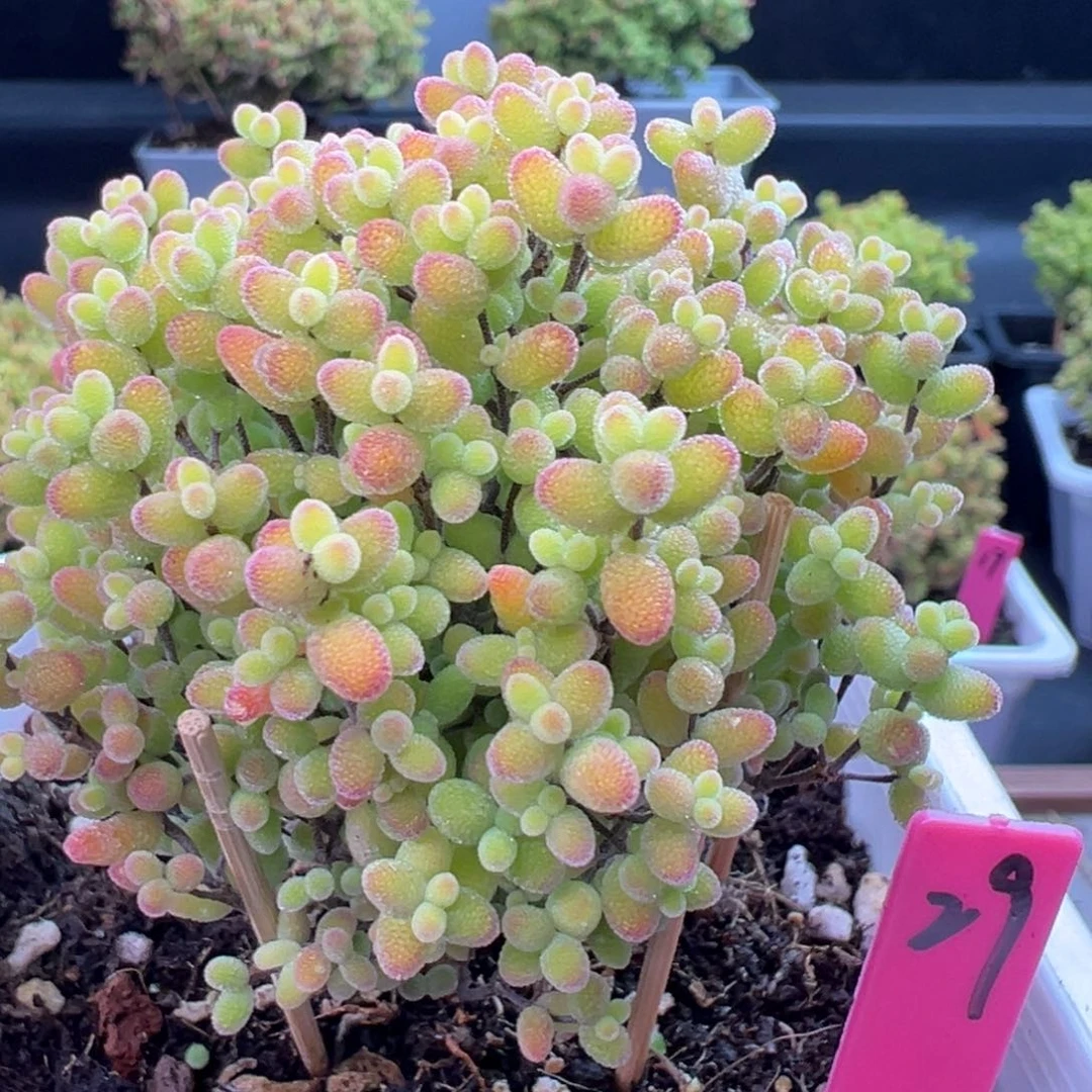 蜜橘糖球29号10cm盆