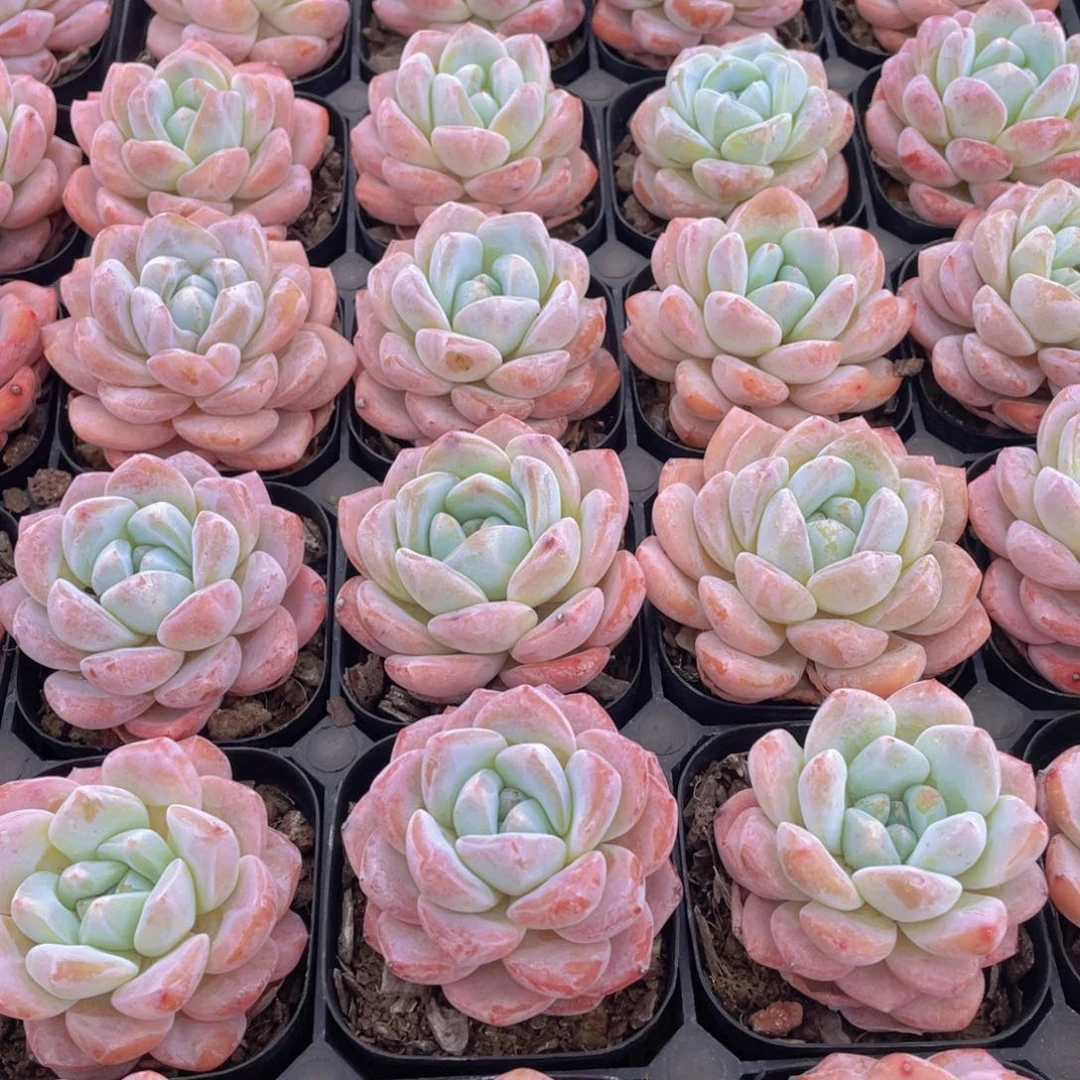 458号 肥胖奶油大白兔单头2个