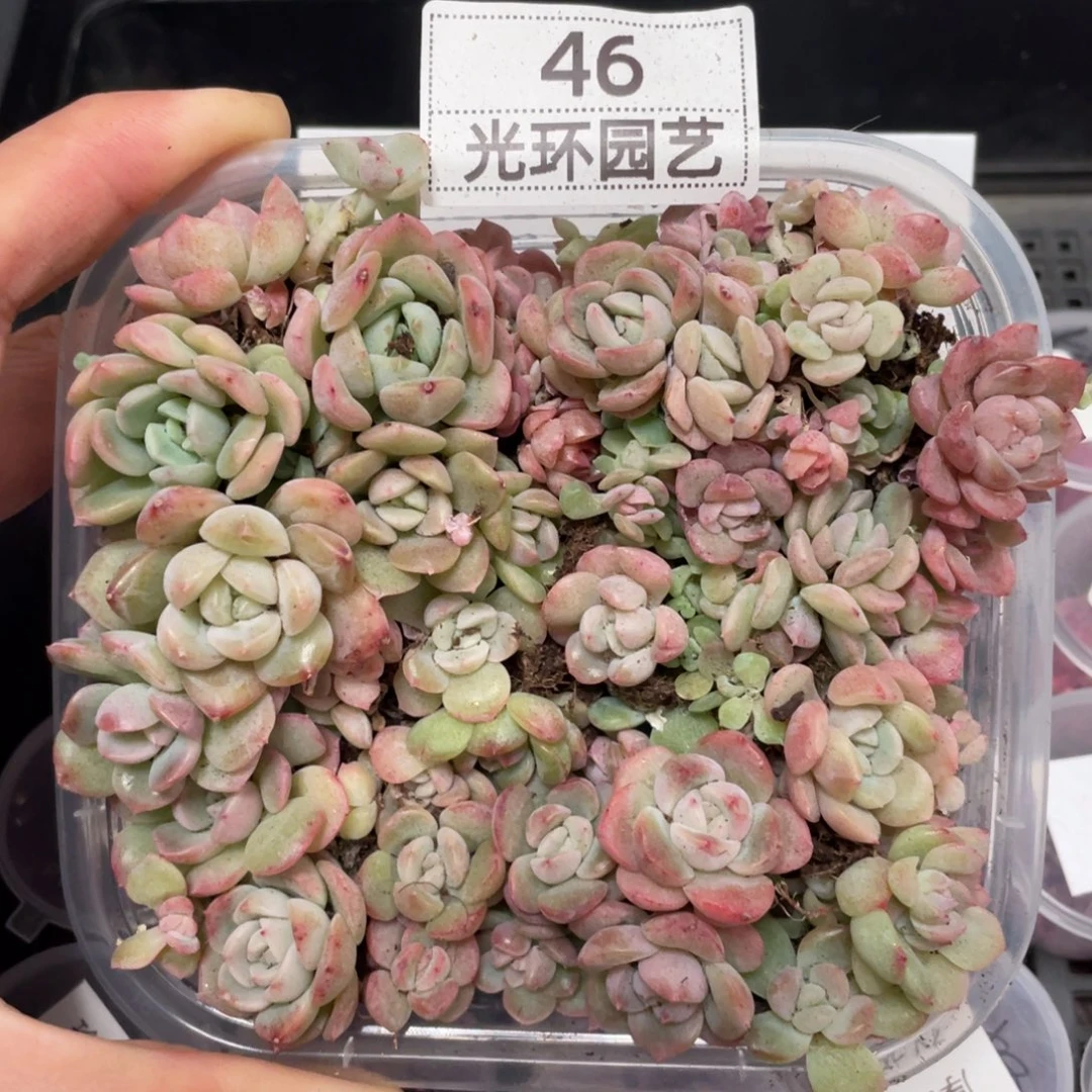 46胖宝宝播种切糕，推荐，白心绿心黄心