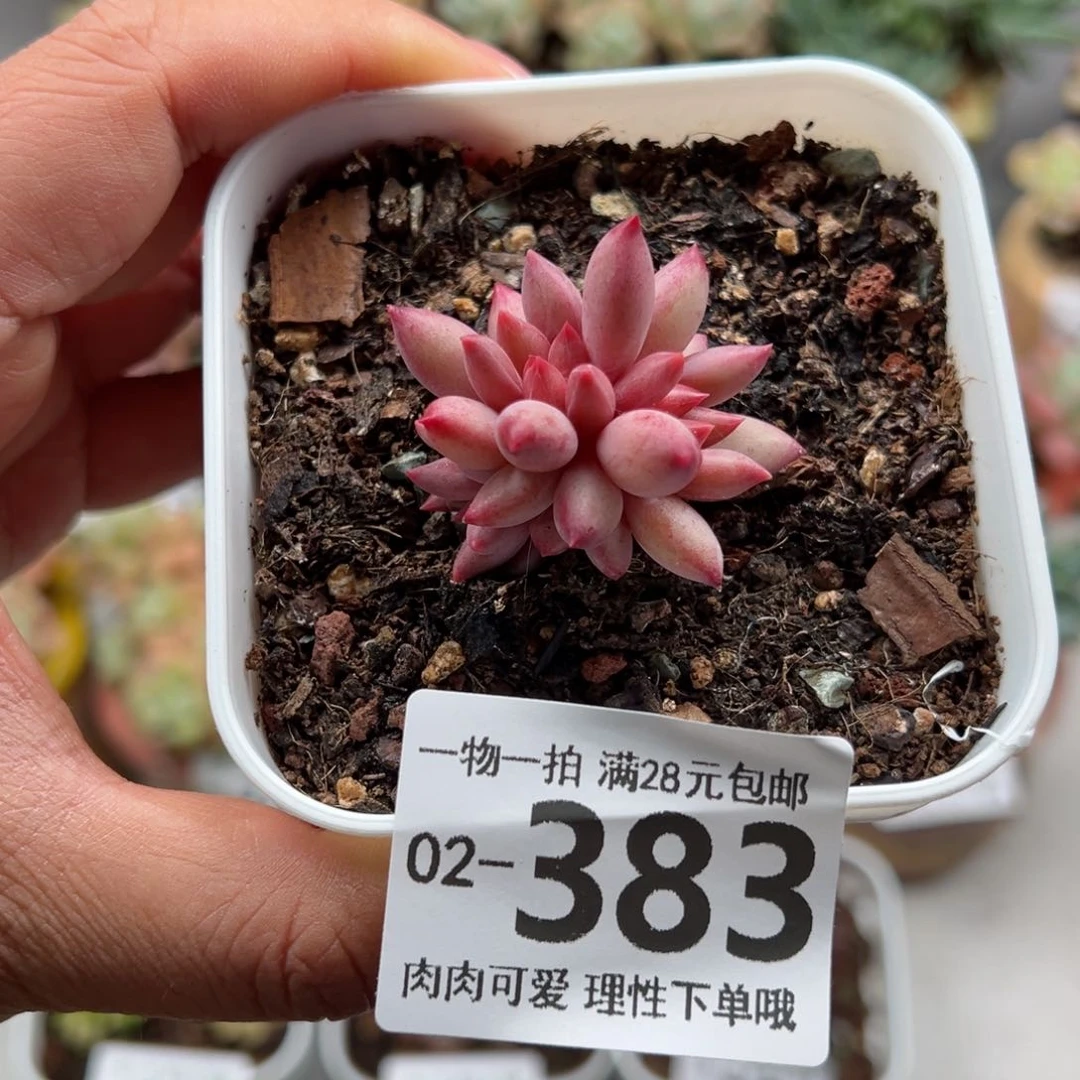 金鱼姬多肉多肉多肉多肉多肉