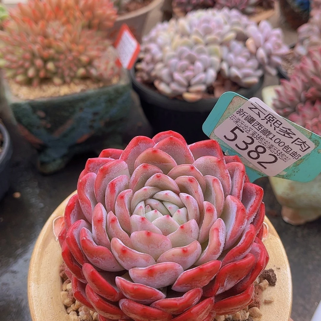 5382胭脂多肉植物