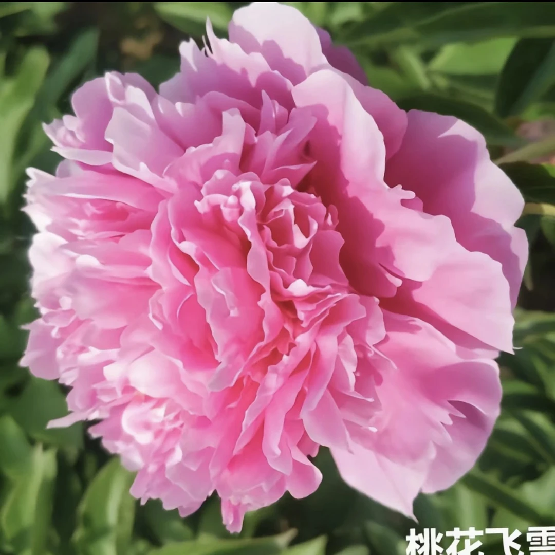 桃花飞雪  现货山东芍药产地直发  品质保证  冷链发货