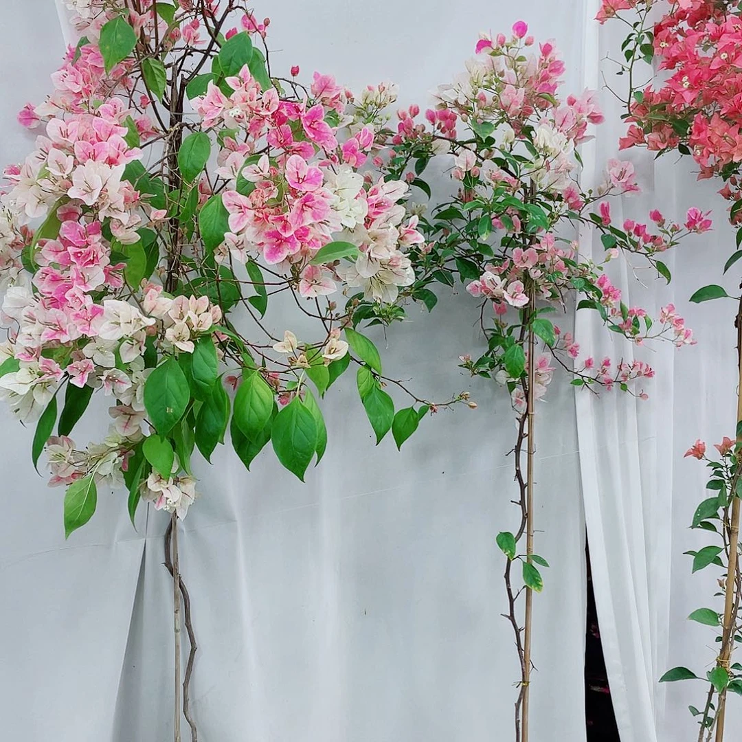 完全开放差价12345