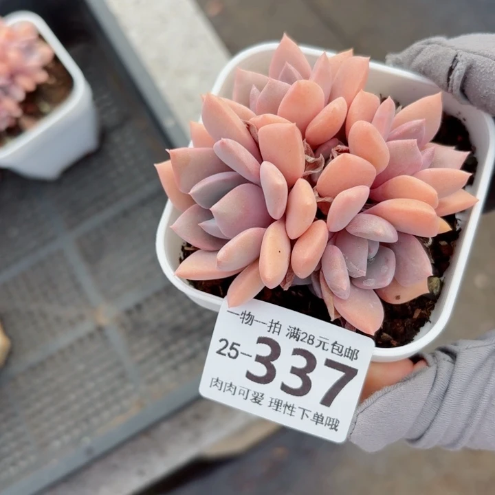 黛比多肉多肉无盆土发货无盆