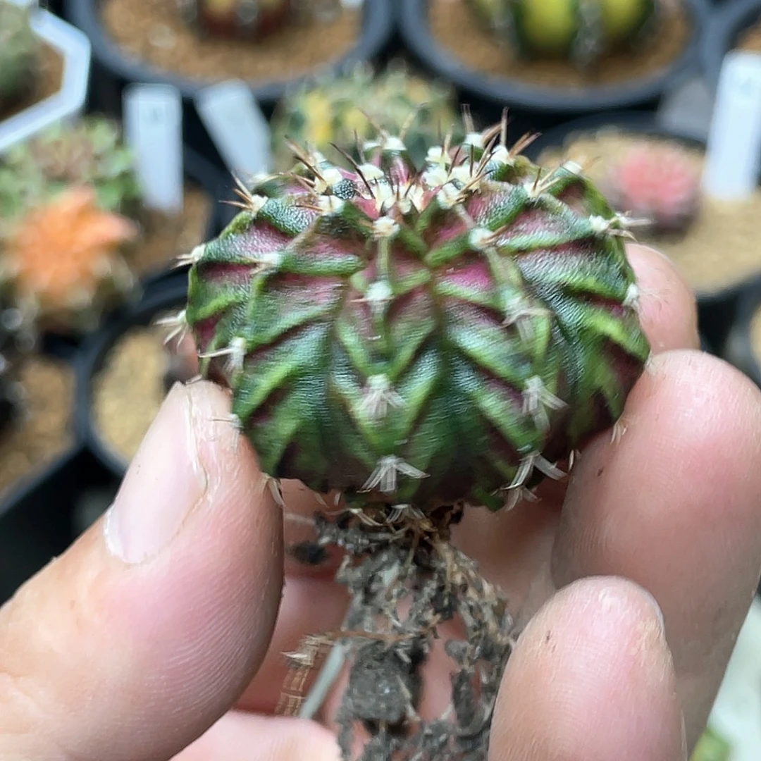 当前无花朵，栽培后可花朵