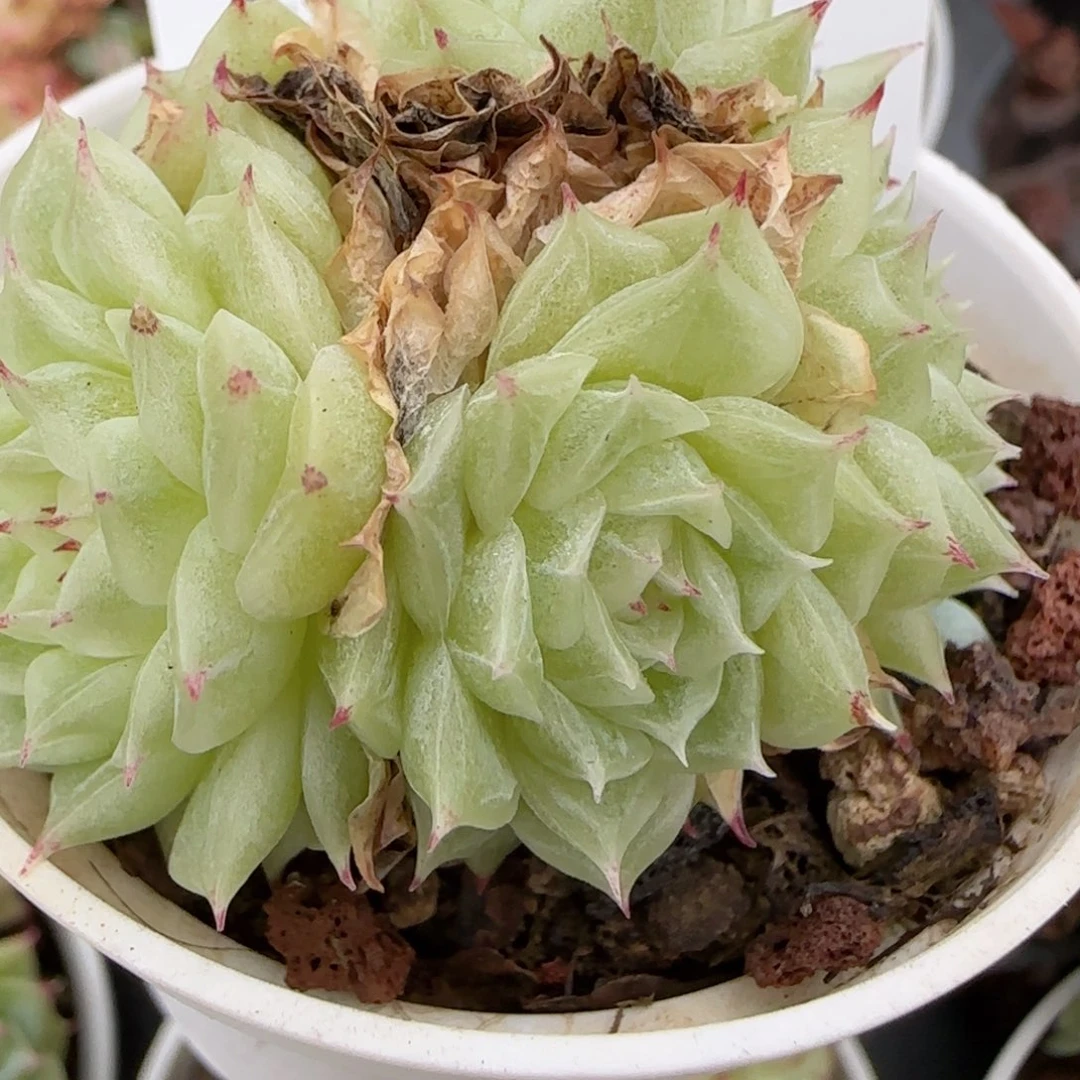 花语逸镜1025-291散