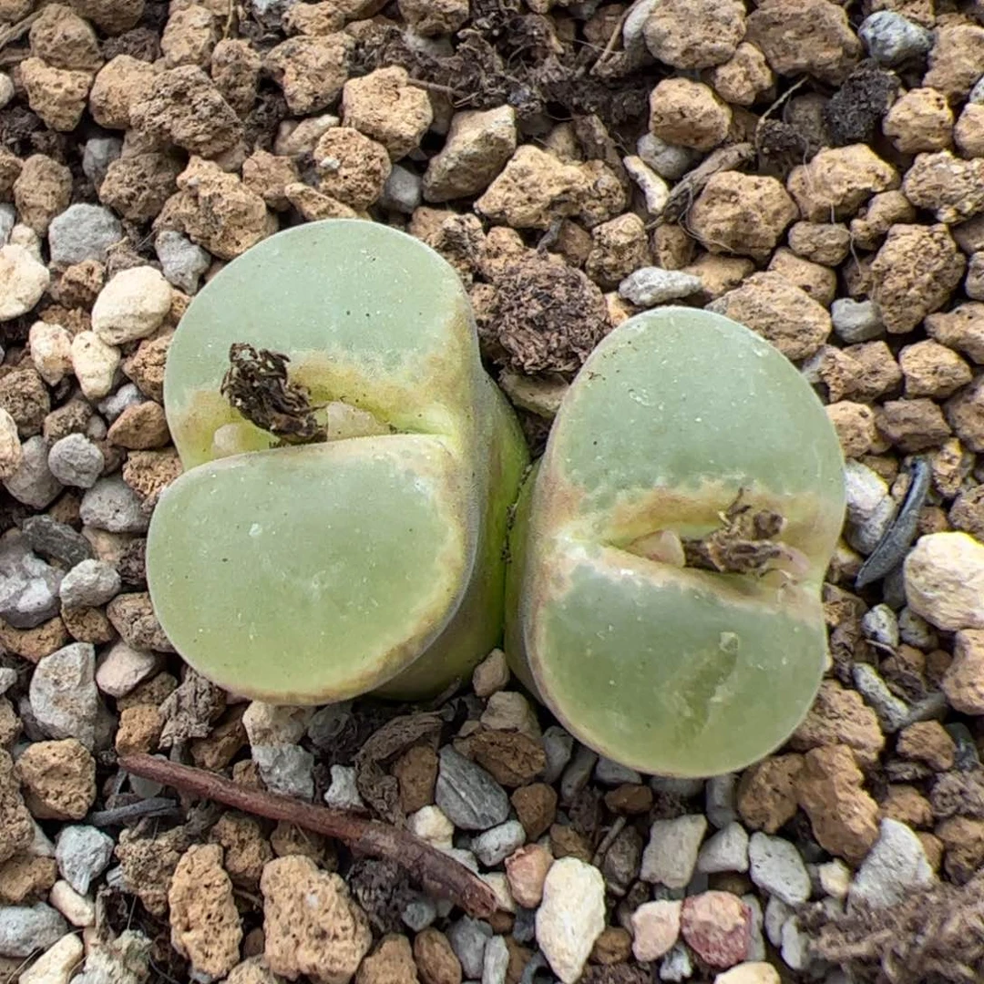 M****r0166号 粉女 多肉植物