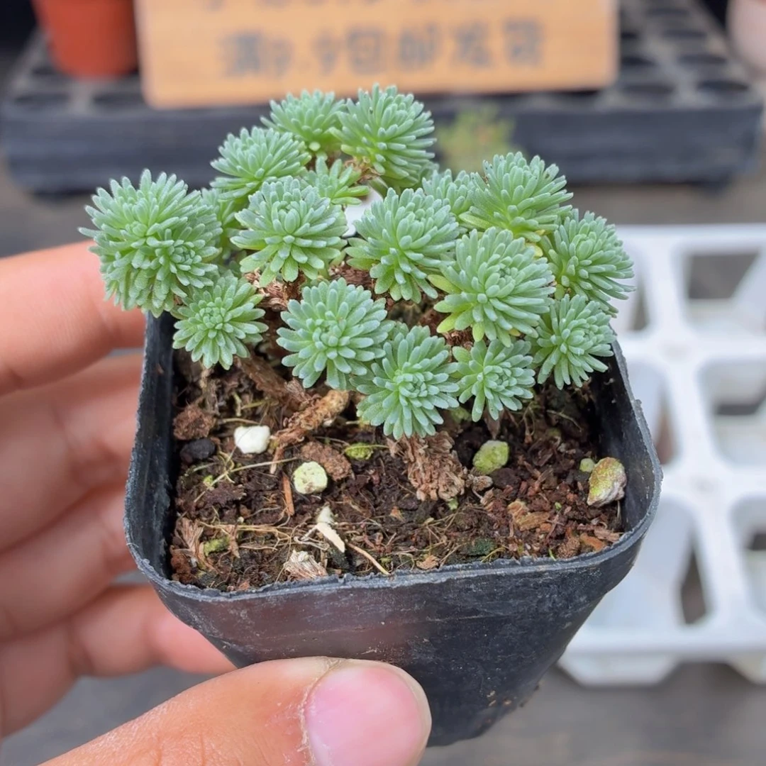 球松多肉9.9包邮发货