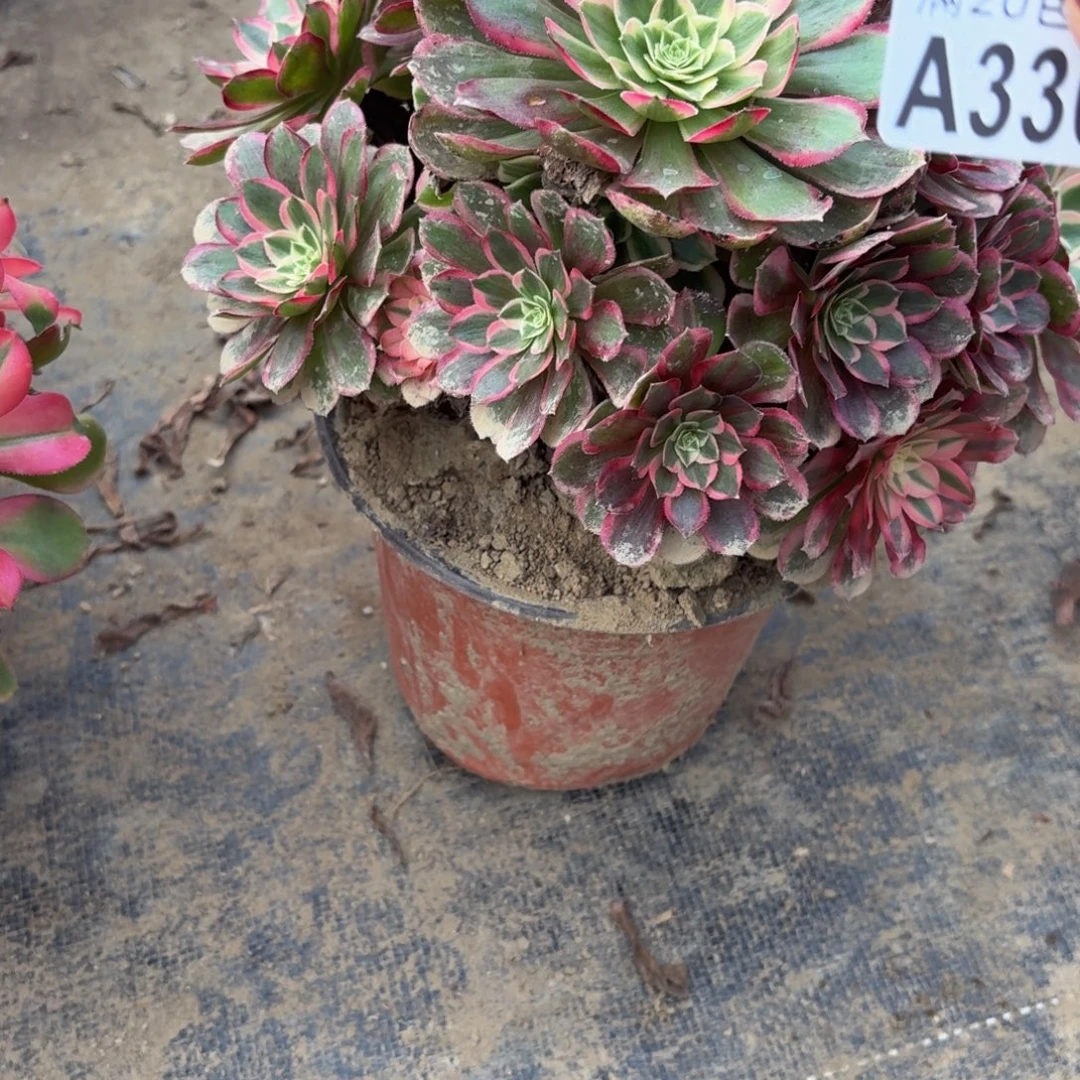 330多肉植物捧花的时候