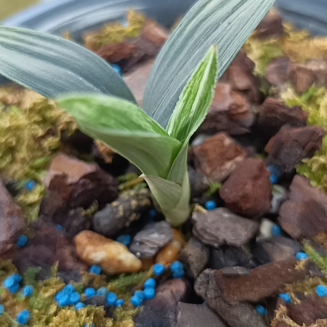 缟蔓穗兰花草平行线油点百合绿植阳台盆栽
