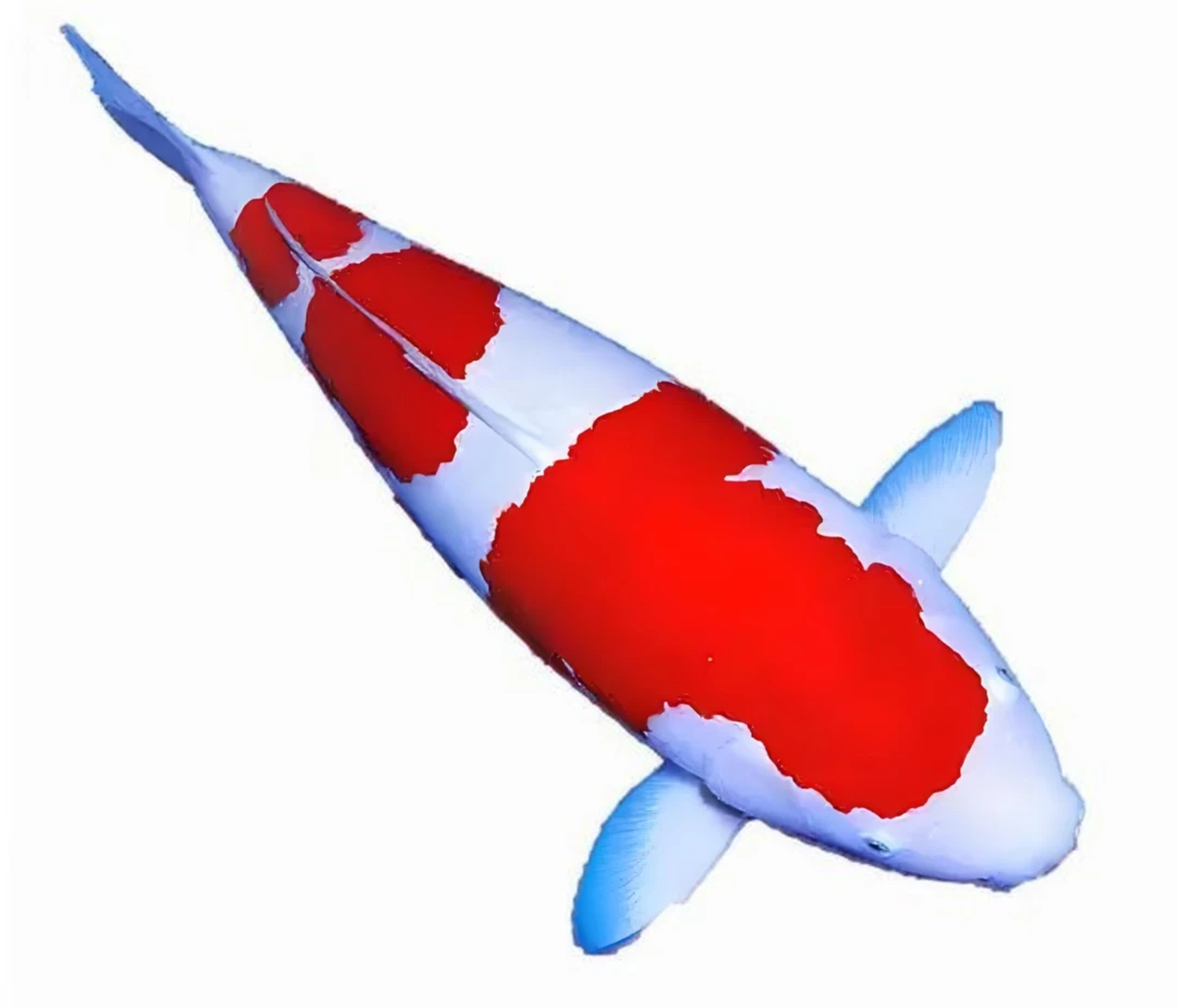 锦鲤观赏鱼红白大正三色昭和观赏鱼冷水淡水