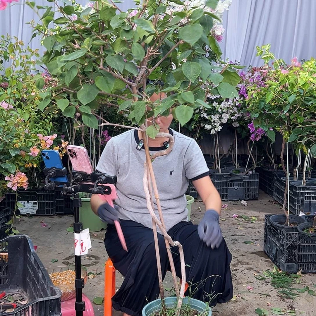 张***西当前无花栽培后可以开花B48奥古斯塔
