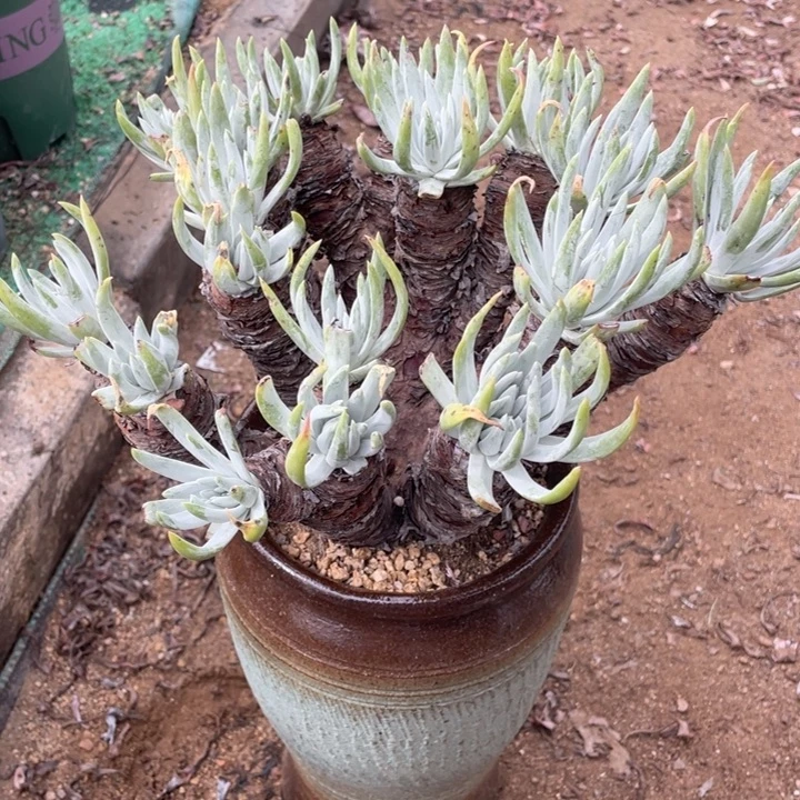 雪花多肉植物老庄