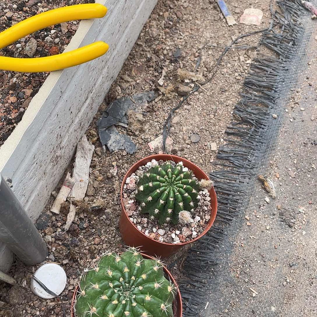 兔****仙人球实生丽花两个带盆