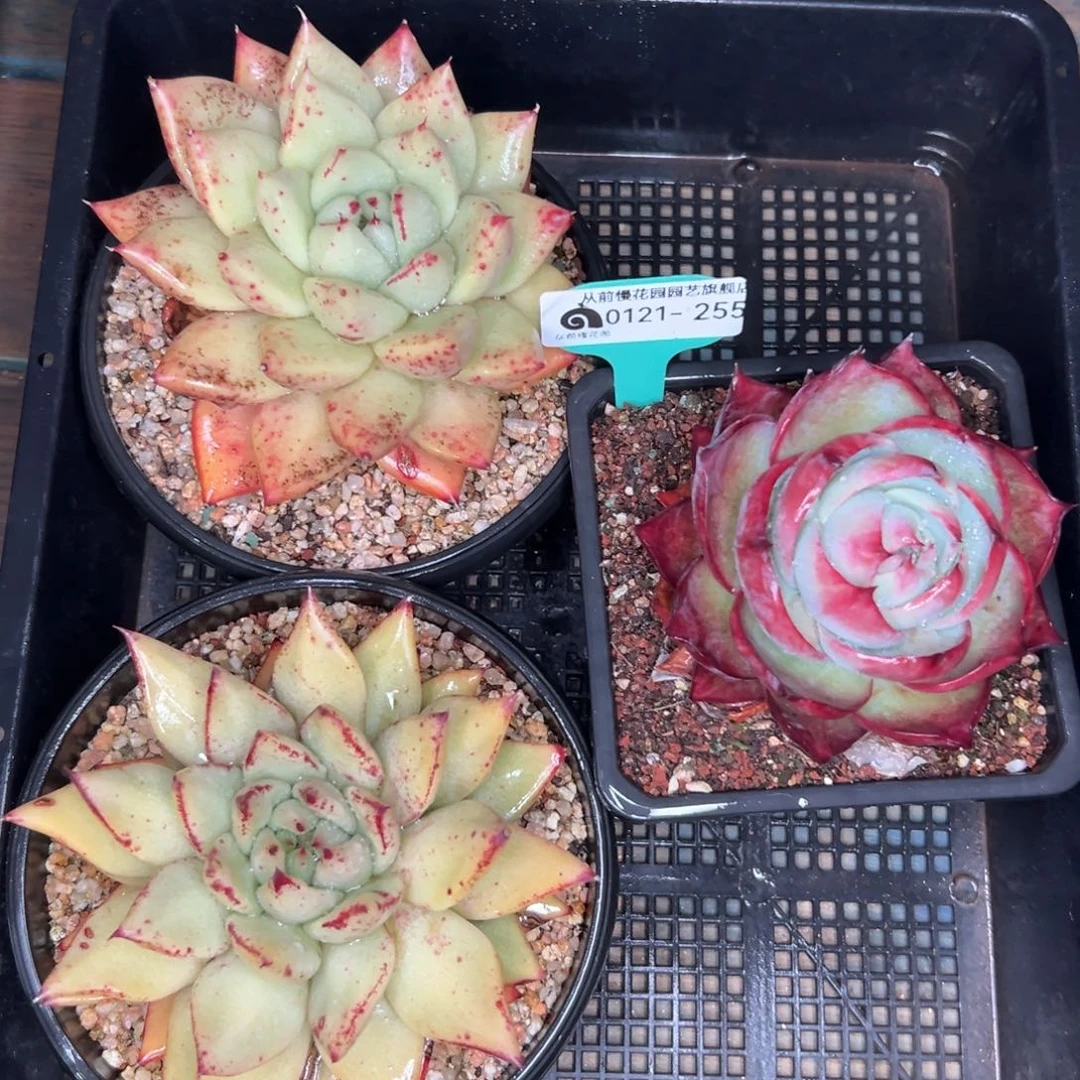 多肉精选编号0121.255