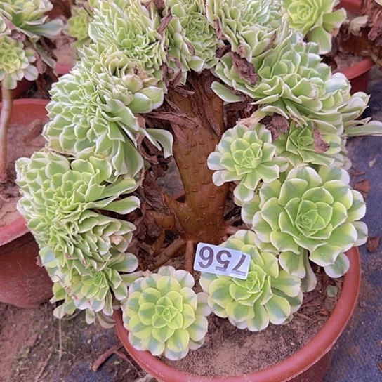 荷***田多肉植物一个绿豆沙