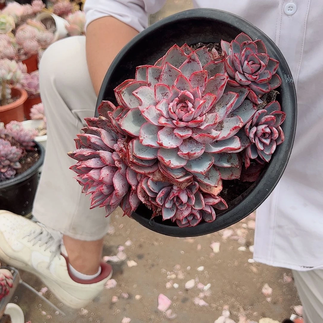 赫拉五头起发老桩无砍