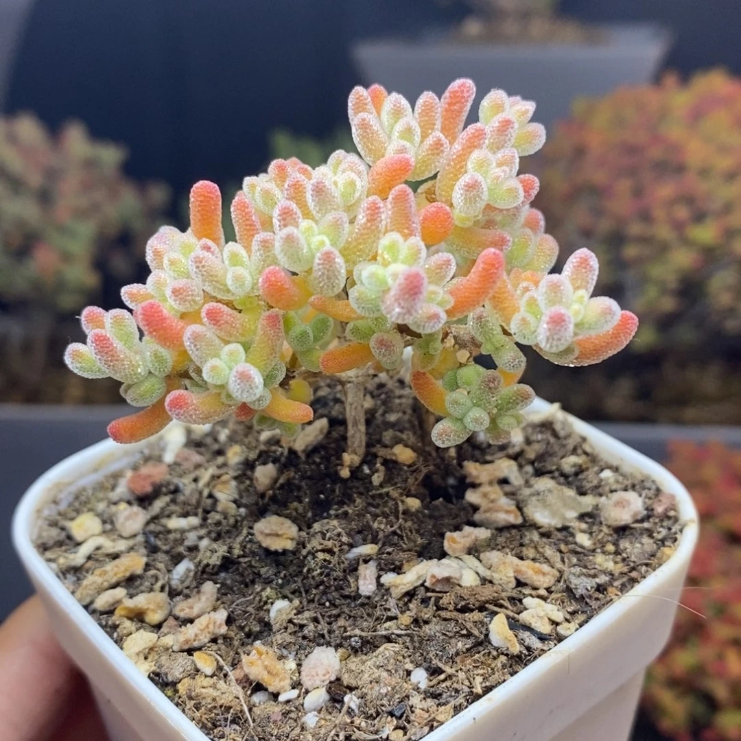 无花朵71号冰橙枝干