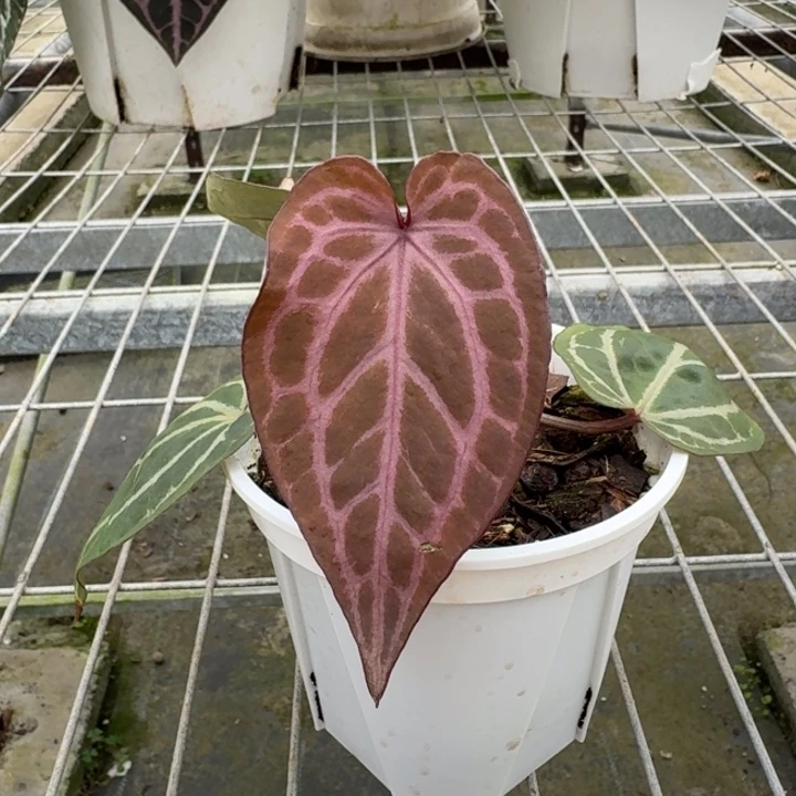 完全开放18号黛紫