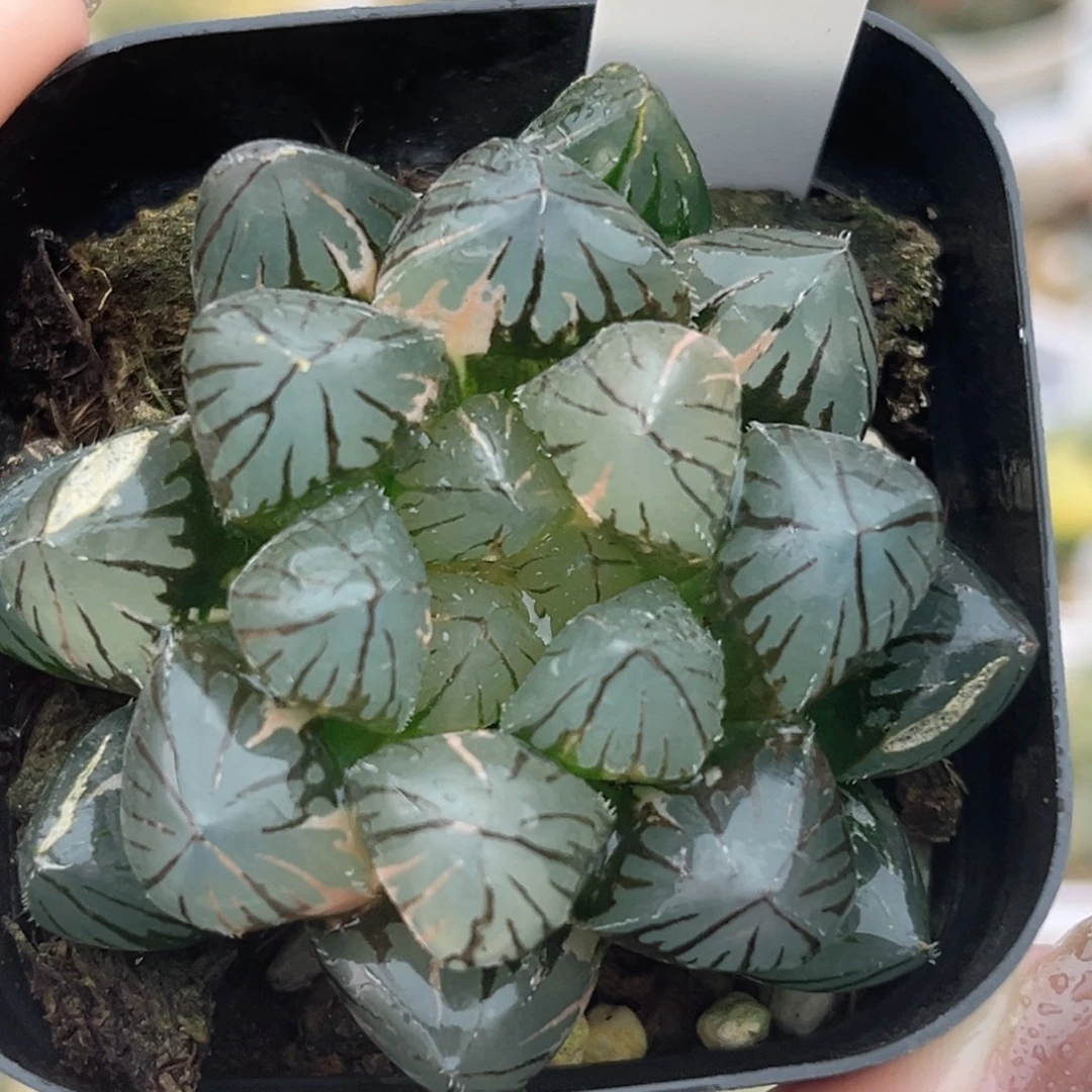 69龙爪玉露锦福利专场