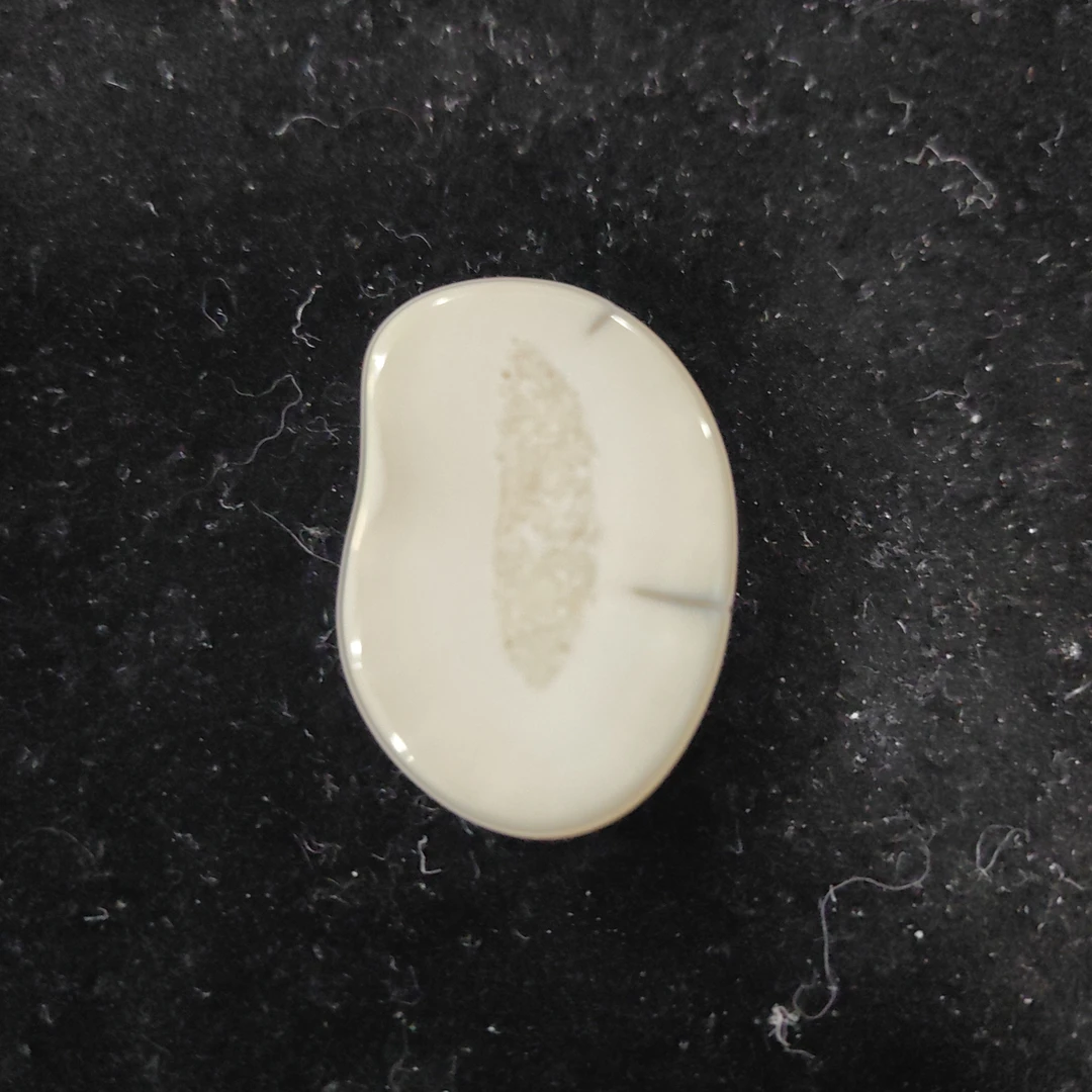 猛犸猛犸虬饼子WT664