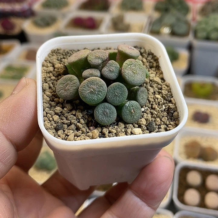 佳人园艺多肉生石花纽扣75