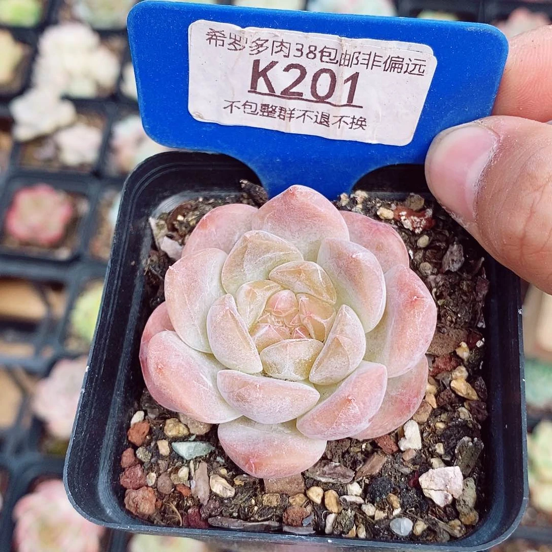 粉魄5-6cm多肉植物