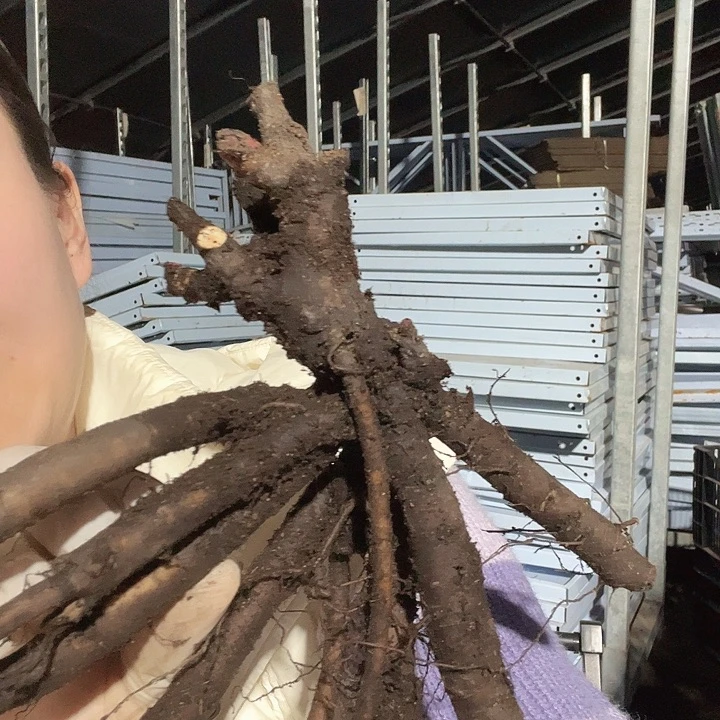 当前无花栽培后可以开花兰花夫人