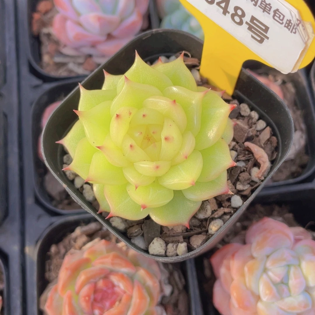 648号 睫毛绿透玉玲珑单头一个