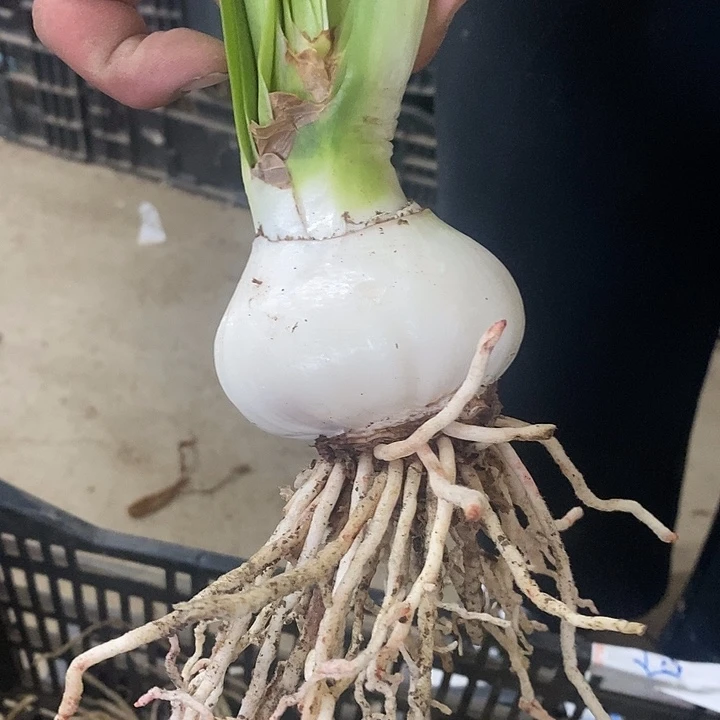 朱顶红惊鸿仙子7以上