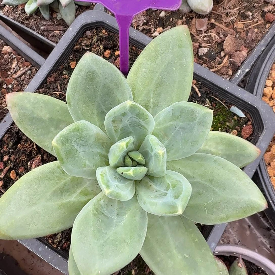 海洋之歌多肉植物157