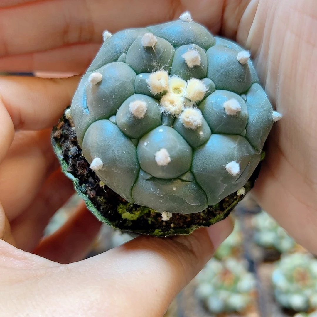 晚6号实生龟甲兜佛头5公分