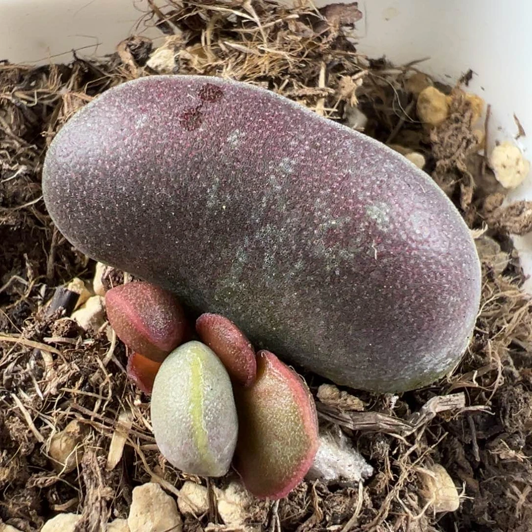 满斑花蛋大苗多肉植物水泡